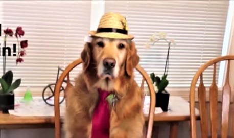 Funny Talking Dog Tries To Tell A Story! Scared Golden Re...