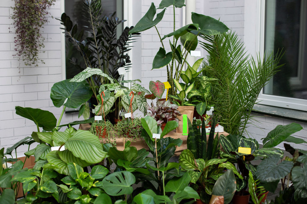 What to do if you want to move a patio plant indoors