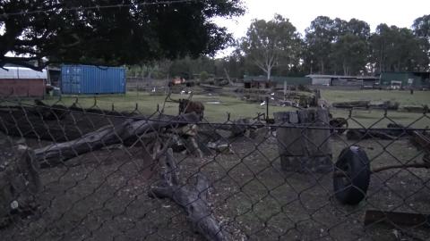 Siberian Husky & Malamute want to play with donkey