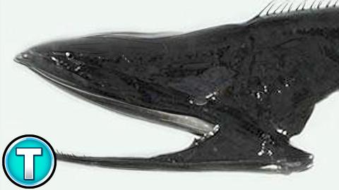 Gulper Eel New Version | World's Weirdest Animals