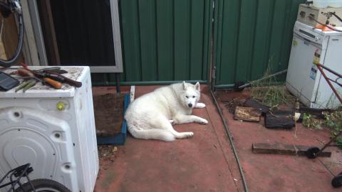 It's wet and Husky Girl aint happy, turn the rain off Dad...