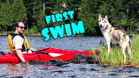 Loki the Husky First Time Swimming! | Funny Dogs Video 