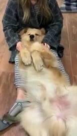 My Puppy is so Fluffy!