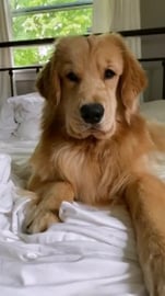 My Dog Begs for Breakfast