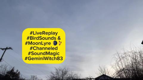 Live Replay of Bird Sounds & Tuning a Moon Lyre