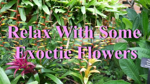 Relax With Some Exotic Flowers