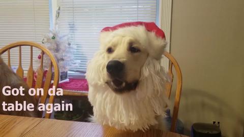 Funny But Naughty Little Elf Dog!