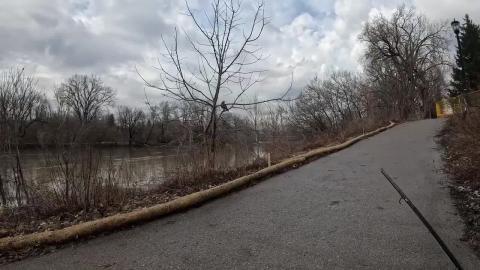 Walking up on a Red-Tailed Hawk