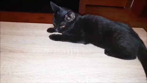 Best moments of Luna and Thor