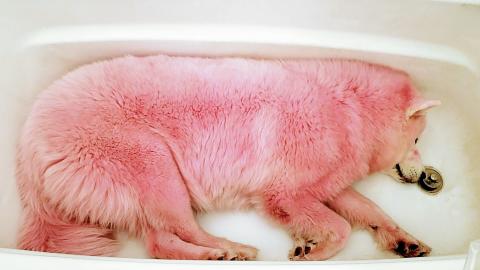 Husky Sleeping In Bathtub | Refuses To Get Out