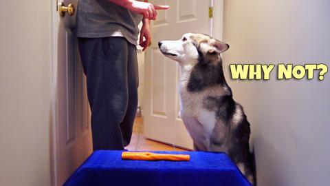 Leaving Loki Alone With His Favorite Food | Funny Dogs Vi...