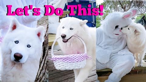 Easter Bunny Surprise Visit With Husky | Easter Egg Hunt