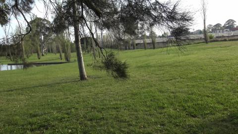 What did old Husky think is in that hole?