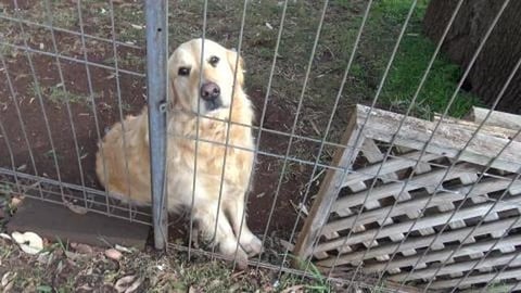 Eddie the Golden Retriever say hi & Huskys meet a new fri...