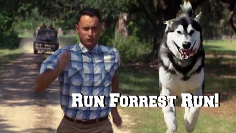 Malamute Impersonating Forrest Gump | #shorts​