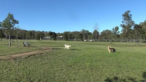Running around Theiss dog park with huskies
