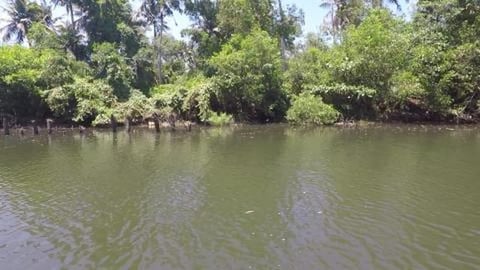 Beautiful Landscape of Poovar Backwaters | Kerala