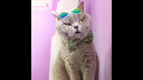 Talking cats wanna play