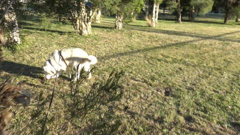 Husky serching for Rabbits and getting told off by birds