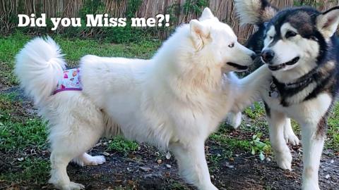 Malamute & Huskies Excited Reunion After A Week Apart