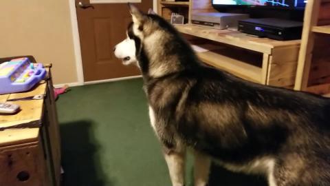 Malamute Freaks Out Over Reflection In The Window