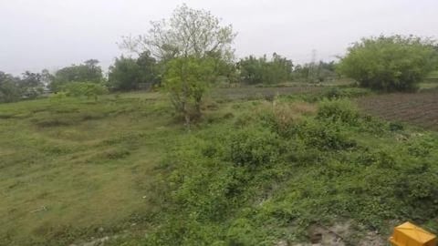 Tea Gardens of North Bengal Plains | West Bengal