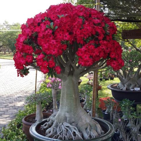 The Best Way to Graft Adenium