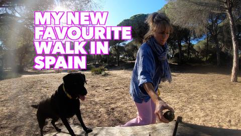 Percy the Labrador and his Walk to the Beach