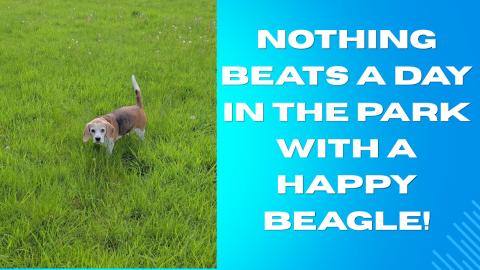 Nothing Beats a Day in the Park with a Happy Beagle!