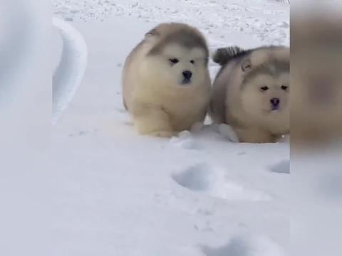 Take a look at the puppies that can be cute