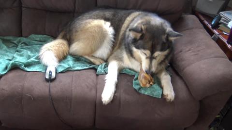 Good behaving Husky's deserve a Pigs ear treat
