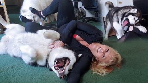 Malamute & Husky Personal Trainers | Malamute Takes My So...