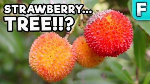 Strawberry Fruit | Fruits You've Never Heard Of