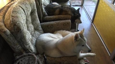 Husky makes a mess with firewood