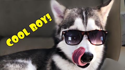 Loki The Husky Has The Style! | Funny Dogs Video
