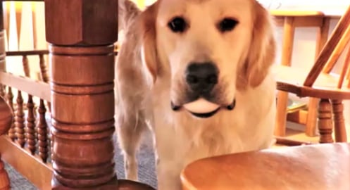 Golden Retriever Dogs Do The Egg Challenge!