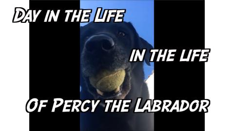 A day in the life of Percy the Labrador