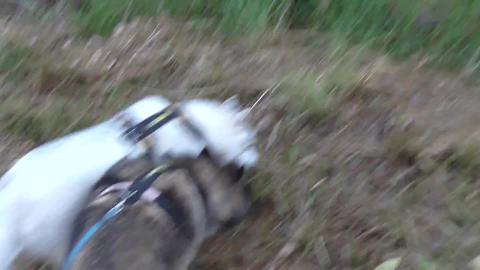 Rough track but Husky and Malamute can handle it.