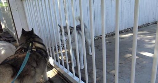 Visiting Husky Mack when puppy Goldie comes running