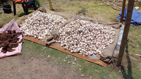 Farmers Selling Fresh Garlic Carrot | Kodaikanal | Tamil ...
