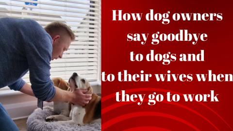 How dog owners say goodbye to dogs and to their wives whe...