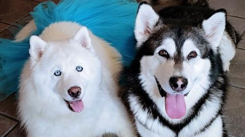 Husky VS Malamute Who's More Patient?
