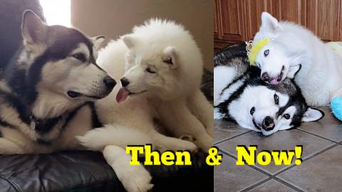 Malamute & Husky Then & Now Compilation