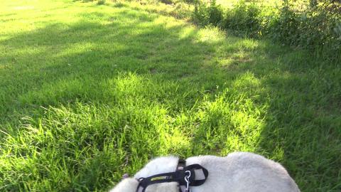 Husky want to check out the creek but too many nasty weed...