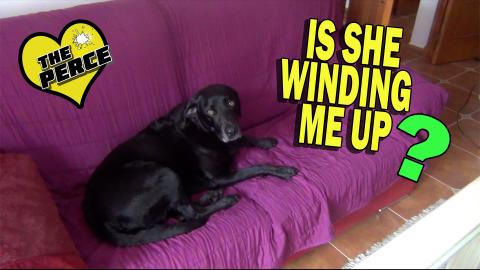 Percy likes to act lihk a sheep...