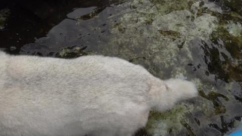 Hot and humid, a girl needs to cool her toes in the pool