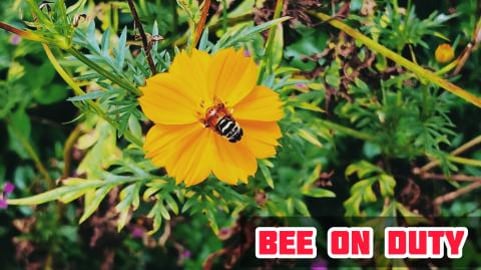 BEAUTIFUL BEES ON DUTY