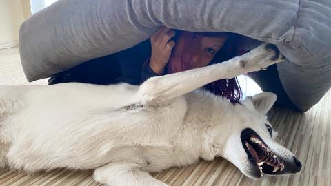 Hiding under my dogs bed! Will she find me?