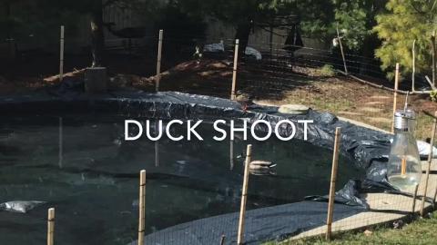 Duck Shoot and Domestic Duck Squabbles