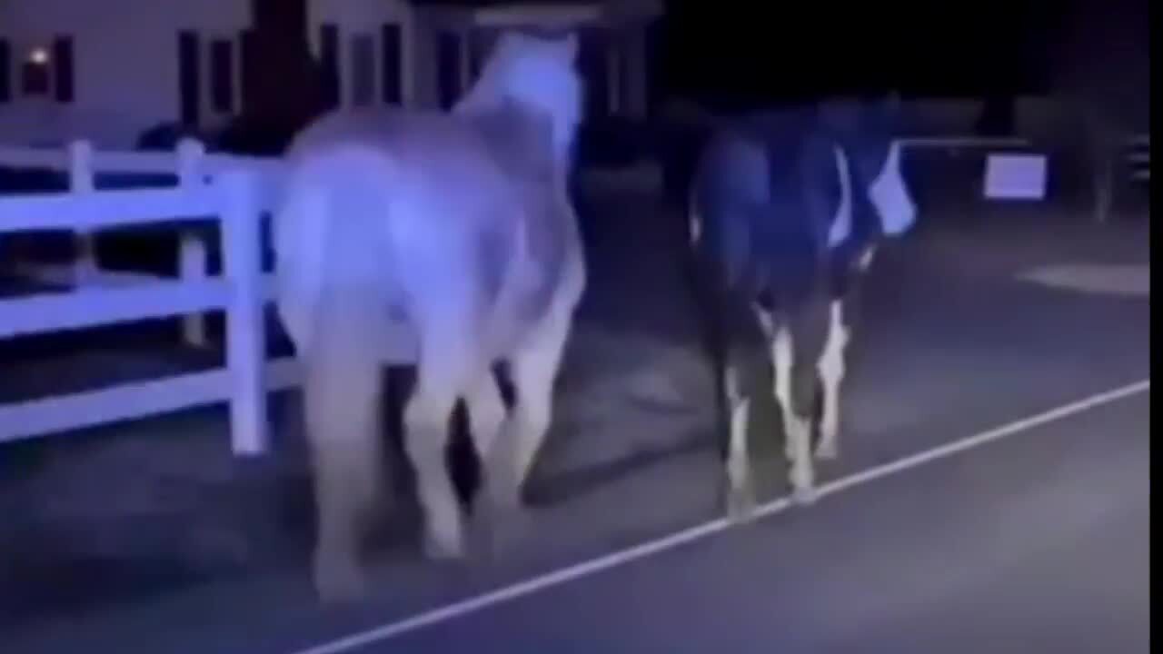 Funny police video shows CMPD cop with horses on road | Charlotte Observer
